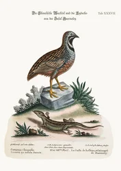 Die chinesische Wachtel und die Guernsey-Eidechse, 1749-73